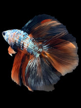 Load image into Gallery viewer, Male Fullmoon - Candy Copper #2370 - Live Betta Fish
