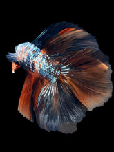 Load image into Gallery viewer, Male Fullmoon - Candy Copper #2370 - Live Betta Fish
