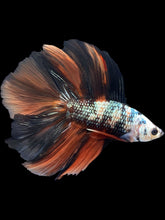 Load image into Gallery viewer, Male Fullmoon - Candy Copper #2370 - Live Betta Fish
