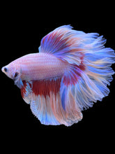 Load image into Gallery viewer, Male Rosetail - Butterfly #2371 - Live Betta Fish
