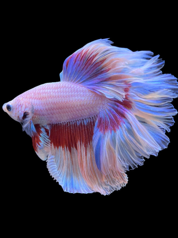 Male Rosetail - Butterfly #2371 - Live Betta Fish