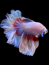 Load image into Gallery viewer, Male Rosetail - Butterfly #2371 - Live Betta Fish
