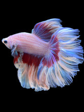 Load image into Gallery viewer, Male Rosetail - Butterfly #2371 - Live Betta Fish
