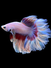 Load image into Gallery viewer, Male Rosetail - Butterfly #2371 - Live Betta Fish
