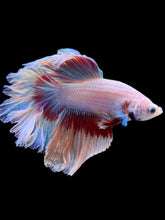 Load image into Gallery viewer, Male Rosetail - Butterfly #2371 - Live Betta Fish
