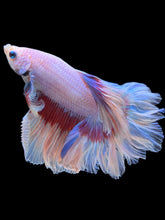 Load image into Gallery viewer, Male Rosetail - Butterfly #2371 - Live Betta Fish
