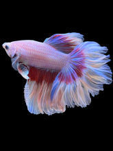 Load image into Gallery viewer, Male Rosetail - Butterfly #2371 - Live Betta Fish
