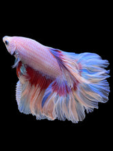 Load image into Gallery viewer, Male Rosetail - Butterfly #2371 - Live Betta Fish
