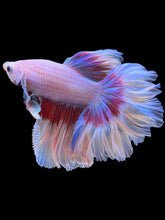 Load image into Gallery viewer, Male Rosetail - Butterfly #2371 - Live Betta Fish
