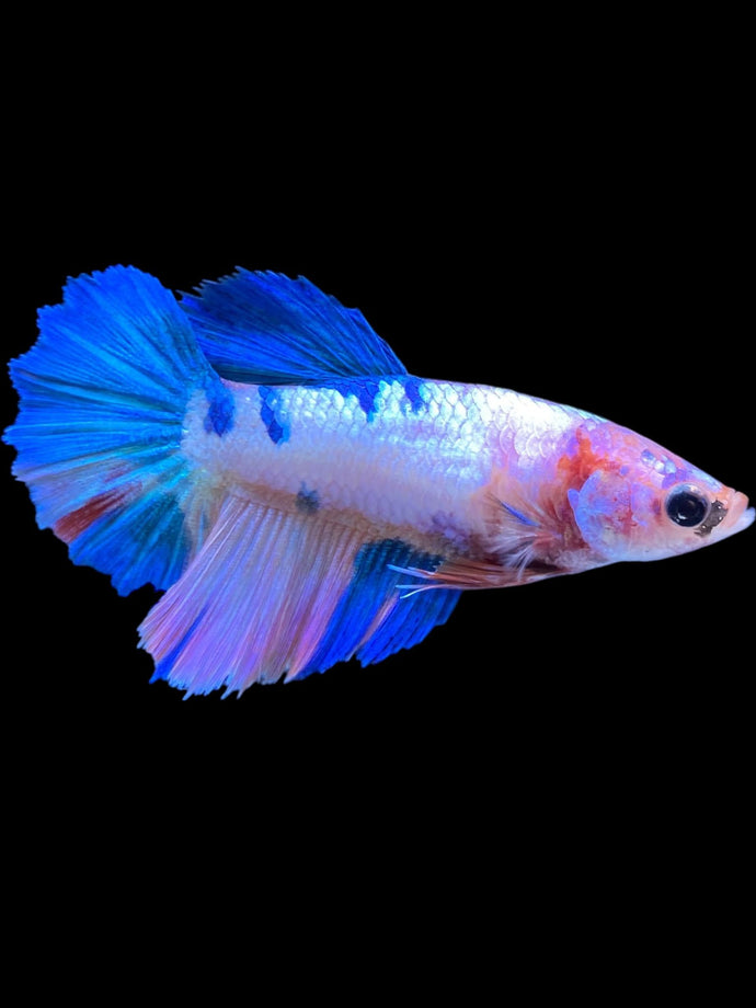 TOP GRADE Female Halfmoon - Candy Unicorn #2372 - Live Betta Fish