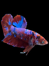 Load image into Gallery viewer, GIANT Male Halfmoon Plakat - Red Galaxy #2373 - Live Betta Fish
