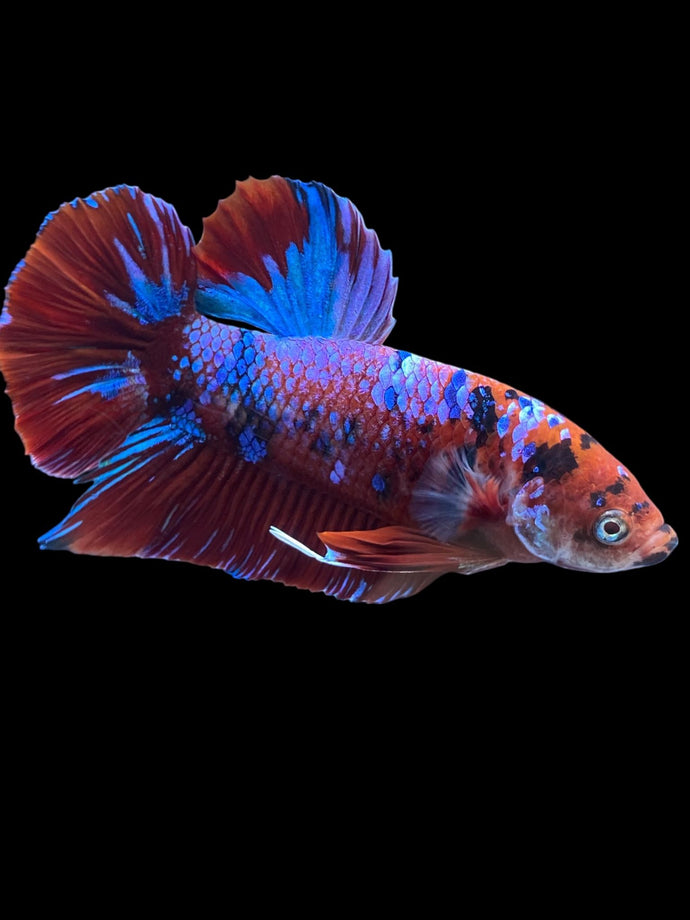 GIANT Male Halfmoon Plakat - Red Galaxy #2373 - Live Betta Fish