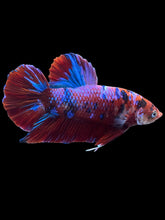 Load image into Gallery viewer, GIANT Male Halfmoon Plakat - Red Galaxy #2373 - Live Betta Fish
