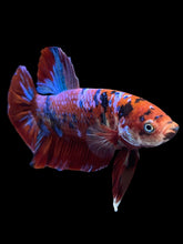 Load image into Gallery viewer, GIANT Male Halfmoon Plakat - Red Galaxy #2373 - Live Betta Fish
