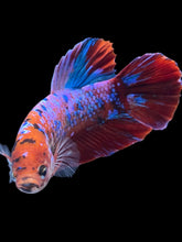 Load image into Gallery viewer, GIANT Male Halfmoon Plakat - Red Galaxy #2373 - Live Betta Fish

