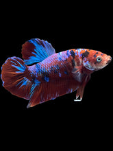 Load image into Gallery viewer, GIANT Male Halfmoon Plakat - Red Galaxy #2373 - Live Betta Fish
