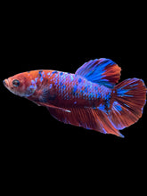 Load image into Gallery viewer, GIANT Male Halfmoon Plakat - Red Galaxy #2373 - Live Betta Fish
