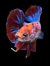 Load image into Gallery viewer, GIANT Male Halfmoon Plakat - Red Galaxy #2373 - Live Betta Fish
