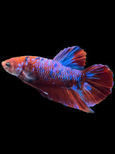 Load image into Gallery viewer, GIANT Male Halfmoon Plakat - Red Galaxy #2373 - Live Betta Fish
