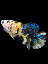 Load image into Gallery viewer, GIANT Female Halfmoon Plakat - Yellow Galaxy #2374 Live Betta Fish
