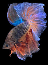 Load image into Gallery viewer, Male Halfmoon - Fancy Vanda #2376 - Live Betta Fish
