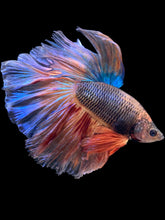 Load image into Gallery viewer, Male Halfmoon - Fancy Vanda #2376 - Live Betta Fish
