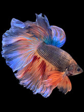 Load image into Gallery viewer, Male Halfmoon - Fancy Vanda #2376 - Live Betta Fish

