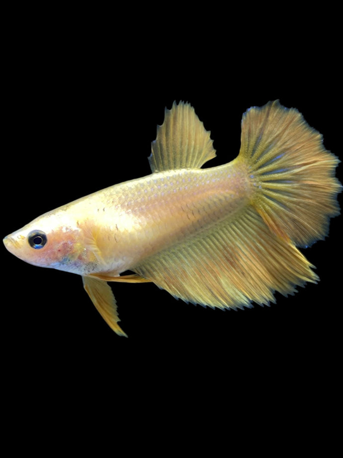 TOP GRADE Female Rosetail - Yellow #2377 - Live Betta Fish
