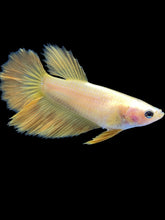 Load image into Gallery viewer, TOP GRADE Female Rosetail - Yellow #2377 - Live Betta Fish

