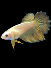 Load image into Gallery viewer, TOP GRADE Female Rosetail - Yellow #2377 - Live Betta Fish
