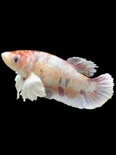 Load image into Gallery viewer, Female Halfmoon Plakat - Candy Copper Dumbo #2378 - Live Betta Fish
