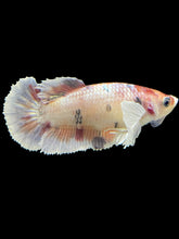 Load image into Gallery viewer, Female Halfmoon Plakat - Candy Copper Dumbo #2378 - Live Betta Fish
