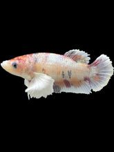 Load image into Gallery viewer, Female Halfmoon Plakat - Candy Copper Dumbo #2378 - Live Betta Fish
