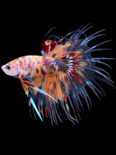 Load image into Gallery viewer, Male Crowntail - Candy #2379 - Live Betta Fish
