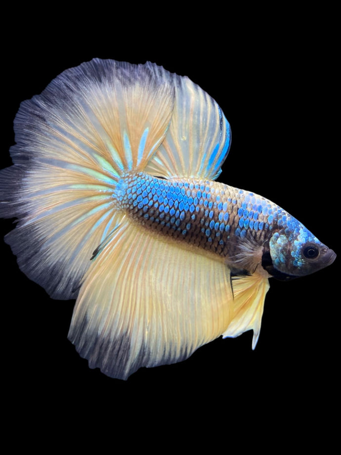 Male Halfmoon - Blue Galaxy #237 - Live Betta Fish