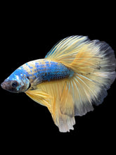 Load image into Gallery viewer, Male Halfmoon - Blue Galaxy #237 - Live Betta Fish
