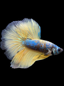 Male Halfmoon - Blue Galaxy #237 - Live Betta Fish