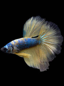 Male Halfmoon - Blue Galaxy #237 - Live Betta Fish