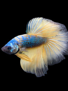 Male Halfmoon - Blue Galaxy #237 - Live Betta Fish