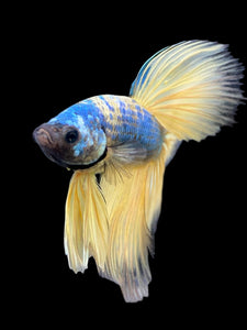 Male Halfmoon - Blue Galaxy #237 - Live Betta Fish