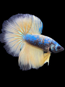 Male Halfmoon - Blue Galaxy #237 - Live Betta Fish