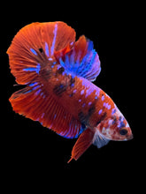 Load image into Gallery viewer, Male Halfmoon Plakat - Red Galaxy #2380 - Live Betta Fish
