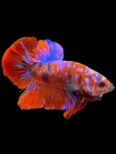 Load image into Gallery viewer, Male Halfmoon Plakat - Red Galaxy #2380 - Live Betta Fish
