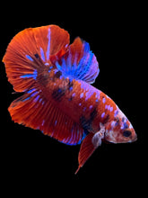 Load image into Gallery viewer, Male Halfmoon Plakat - Red Galaxy #2380 - Live Betta Fish
