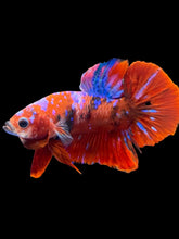 Load image into Gallery viewer, Male Halfmoon Plakat - Red Galaxy #2380 - Live Betta Fish
