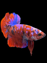 Load image into Gallery viewer, Male Halfmoon Plakat - Red Galaxy #2380 - Live Betta Fish
