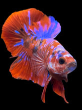 Load image into Gallery viewer, Male Halfmoon Plakat - Red Galaxy #2380 - Live Betta Fish
