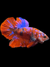 Load image into Gallery viewer, Male Halfmoon Plakat - Red Galaxy #2380 - Live Betta Fish
