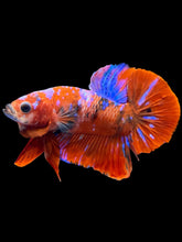 Load image into Gallery viewer, Male Halfmoon Plakat - Red Galaxy #2380 - Live Betta Fish
