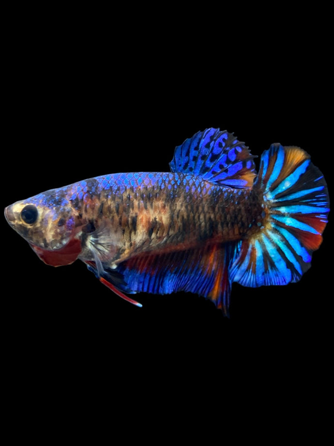 Female Halfmoon Plakat - Galaxy #2381 - Live Betta Fish